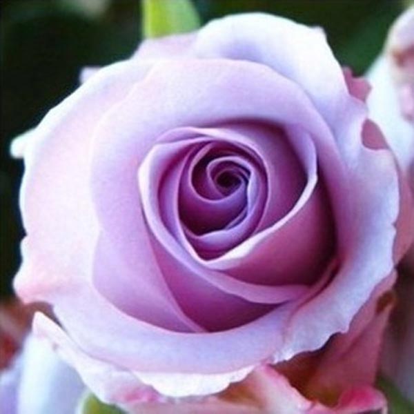 purple rose seeds